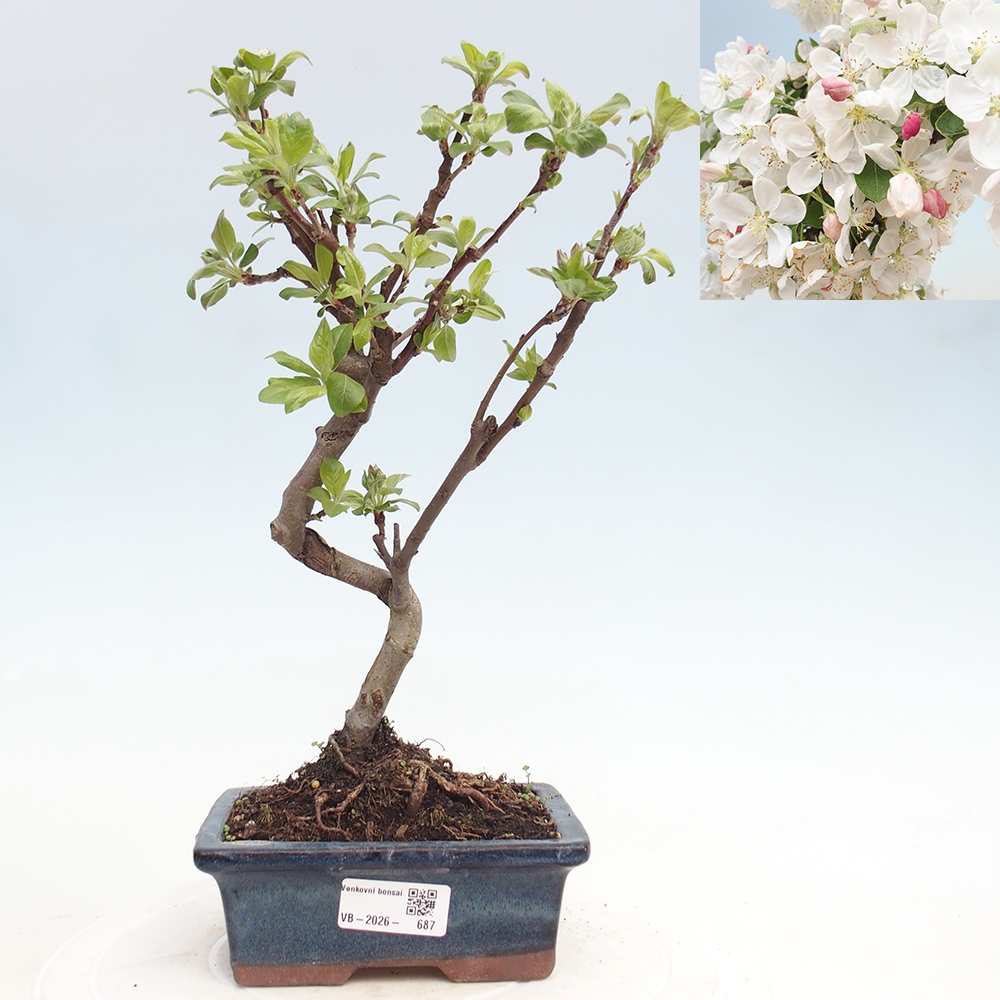 Bonsai voor buiten -Malus halliana - Appelboom met kleine vruchten