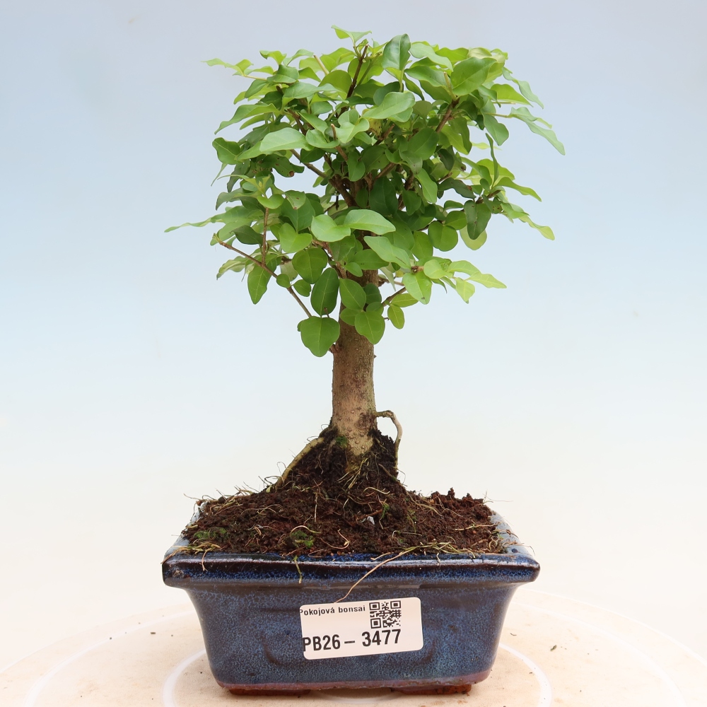 Kamerbonsai -Ligustrum chinensis - Vogelsnavel