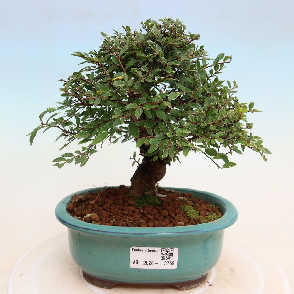 Bonsai voor buiten - Zelkova - Zelkova NIRE