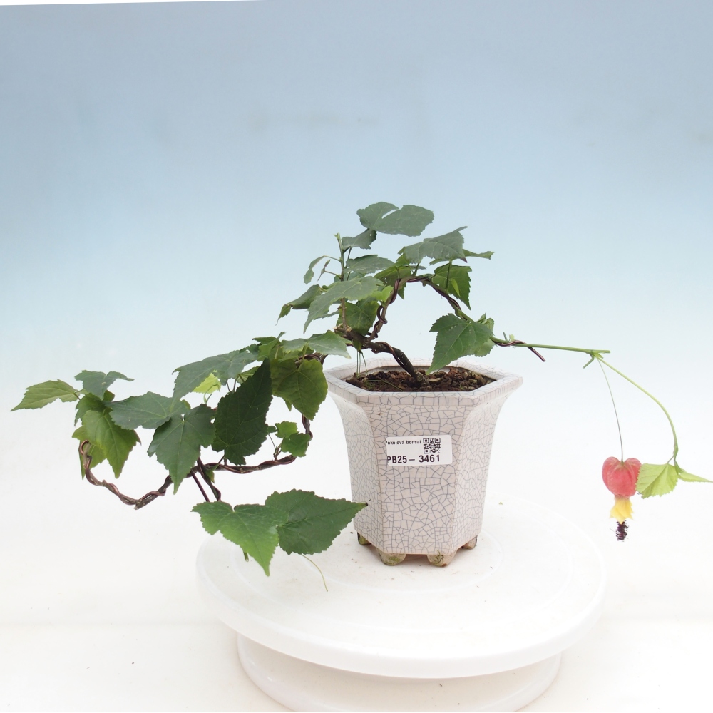 Bonsai voor binnen - Abutilon Big Bell - Cloudberry