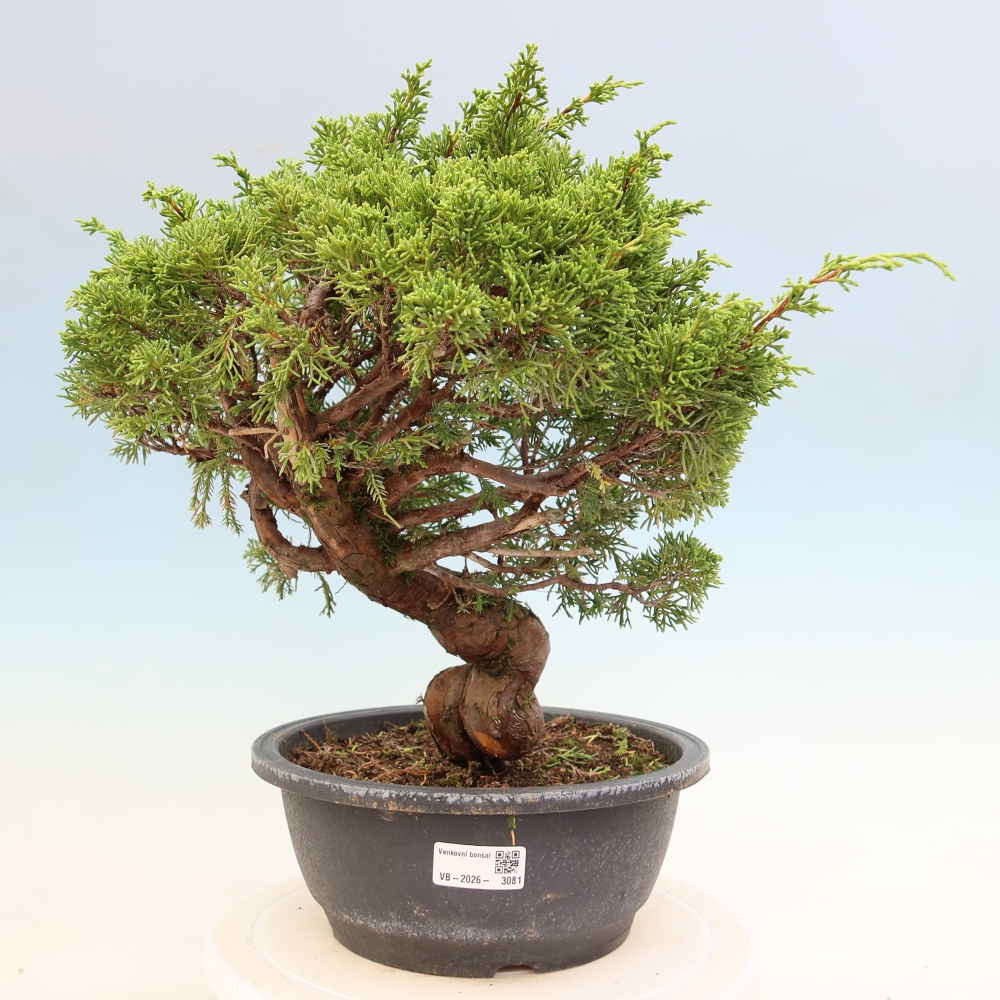 Bonsai voor buiten - Juniperus chinensis Itoigawa-Juniperus chinensis