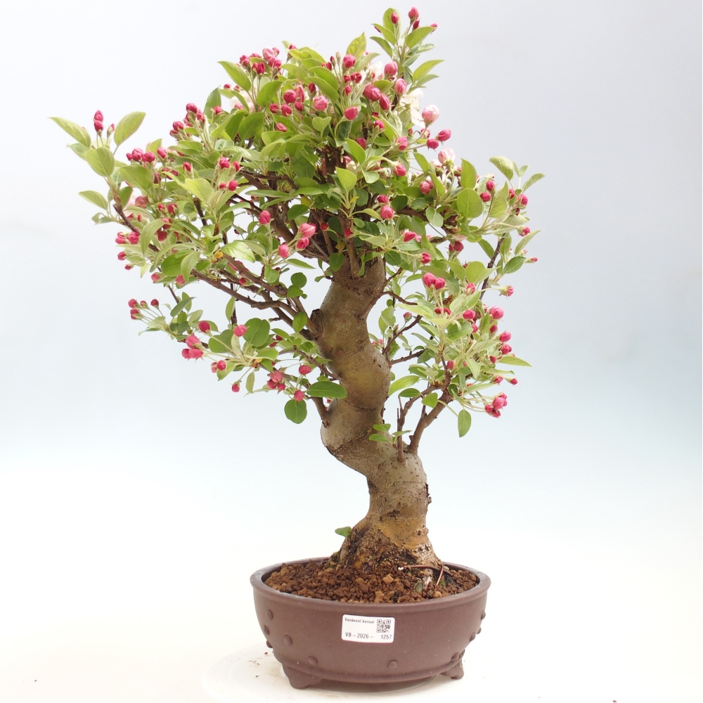 Bonsai voor buiten -Malus halliana - Appelboom met kleine vruchten