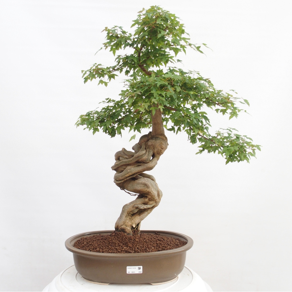 Bonsai voor buiten - Acer Buergerianum - Burgeresdoorn