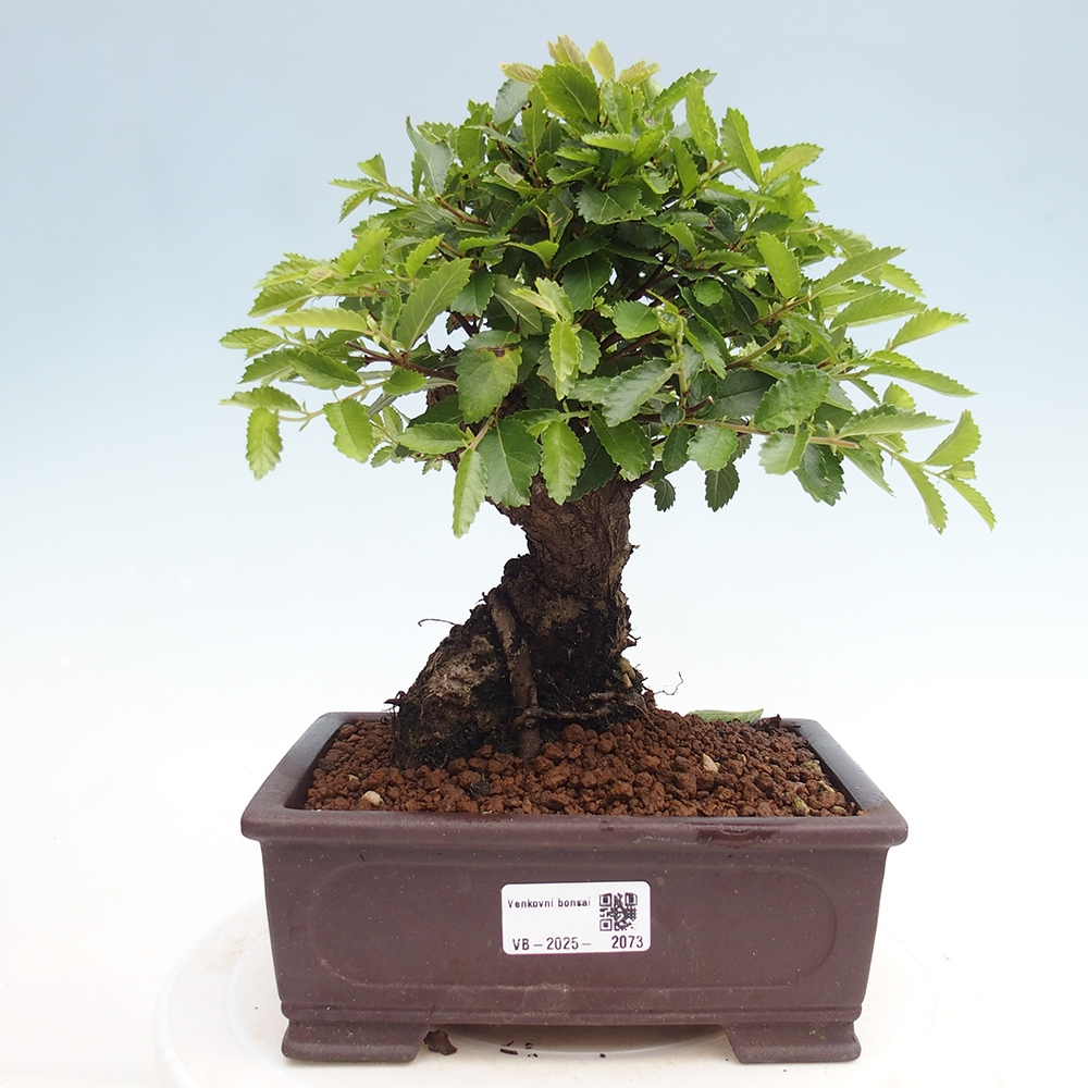 Bonsai voor buiten - Zelkova - Zelkova NIRE