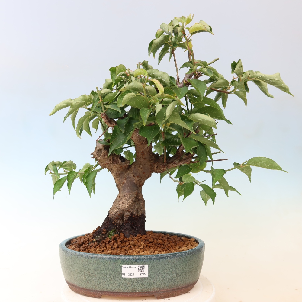Bonsai voor buiten – Japanse abrikoos – Prunus Mume