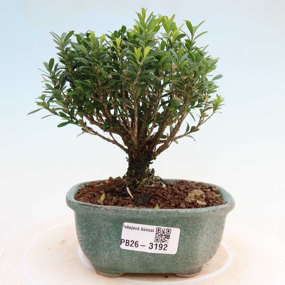 Kamerbonsai - Buxus harlandii - kurk buxus