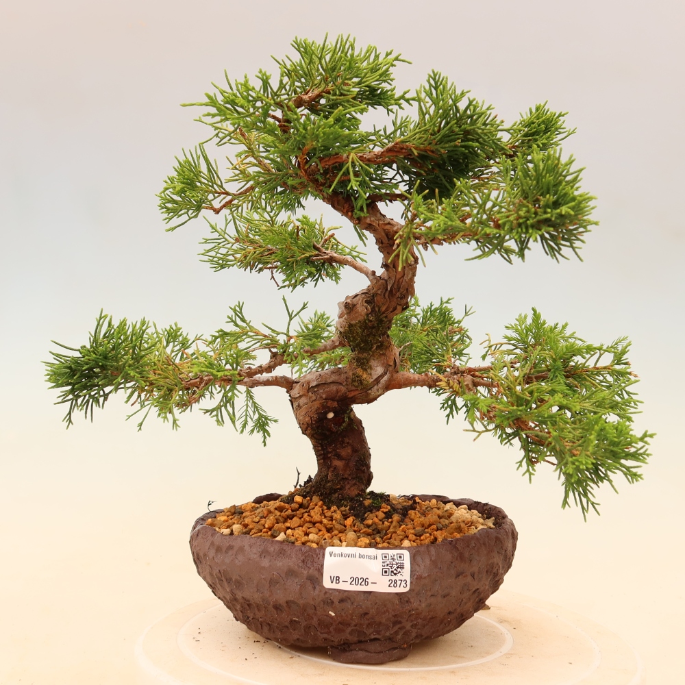 Bonsai voor buiten - Juniperus chinensis Itoigawa