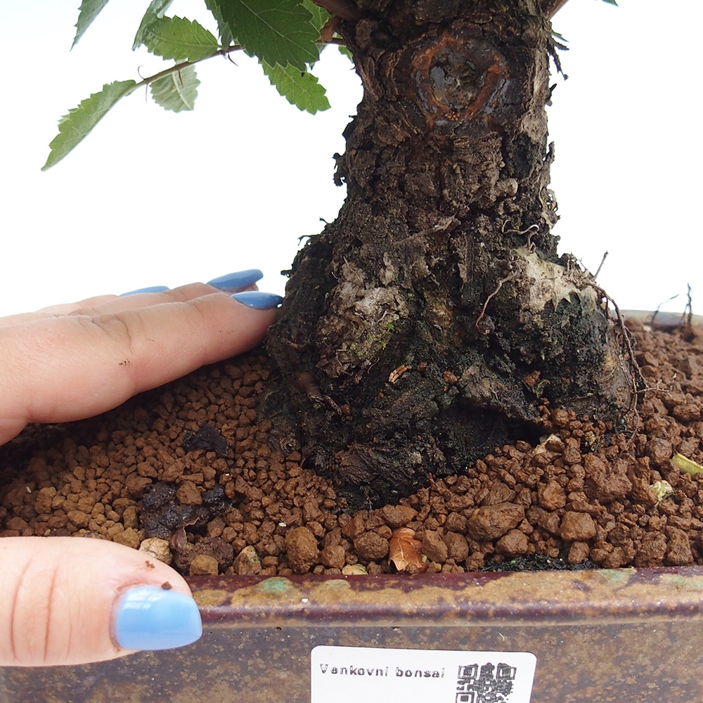 Bonsai voor buiten - Zelkova - Zelkova NIRE