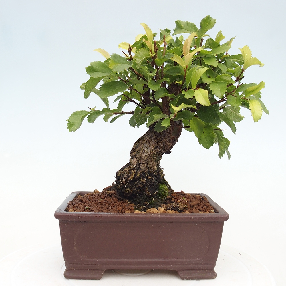Bonsai voor buiten - Zelkova - Zelkova NIRE