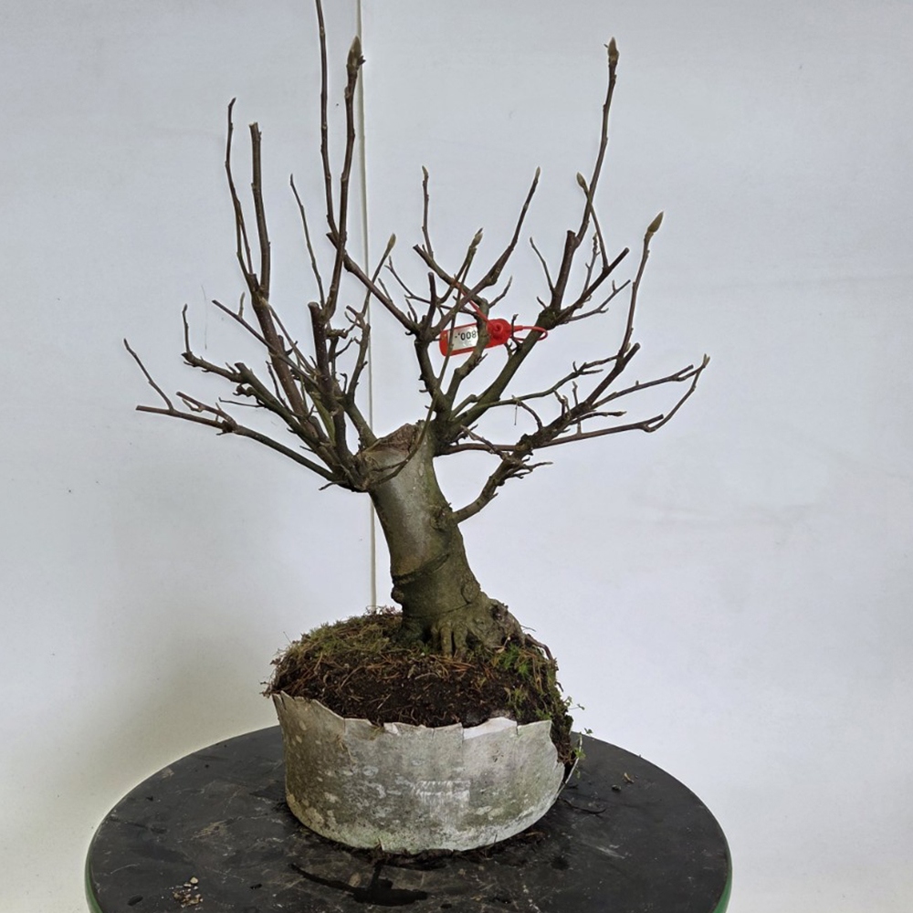Bonsai voor buiten - magnolia - Šácholan