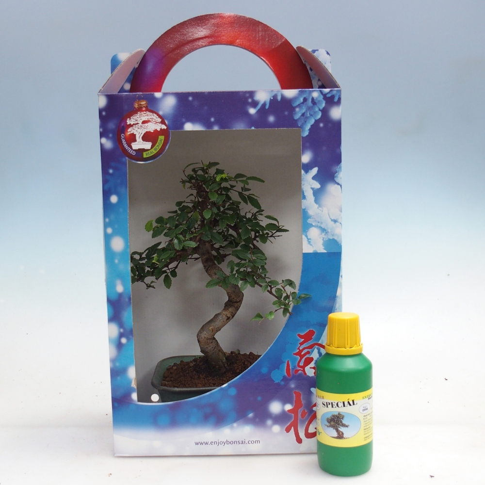 Ulmus parvifolia - Chinese iep