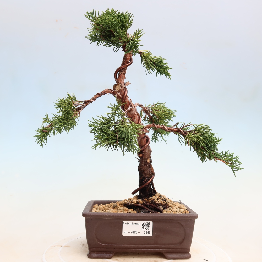 Bonsai voor buiten - Juniperus chinensis Kishu