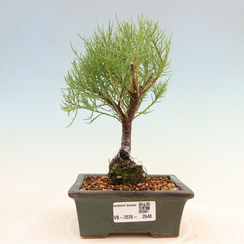 Bonsai voor buiten - Tamarisk - Tamarix