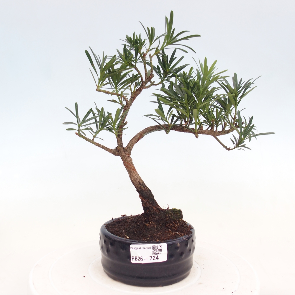 Kamerbonsai - Podocarpus - Taxus