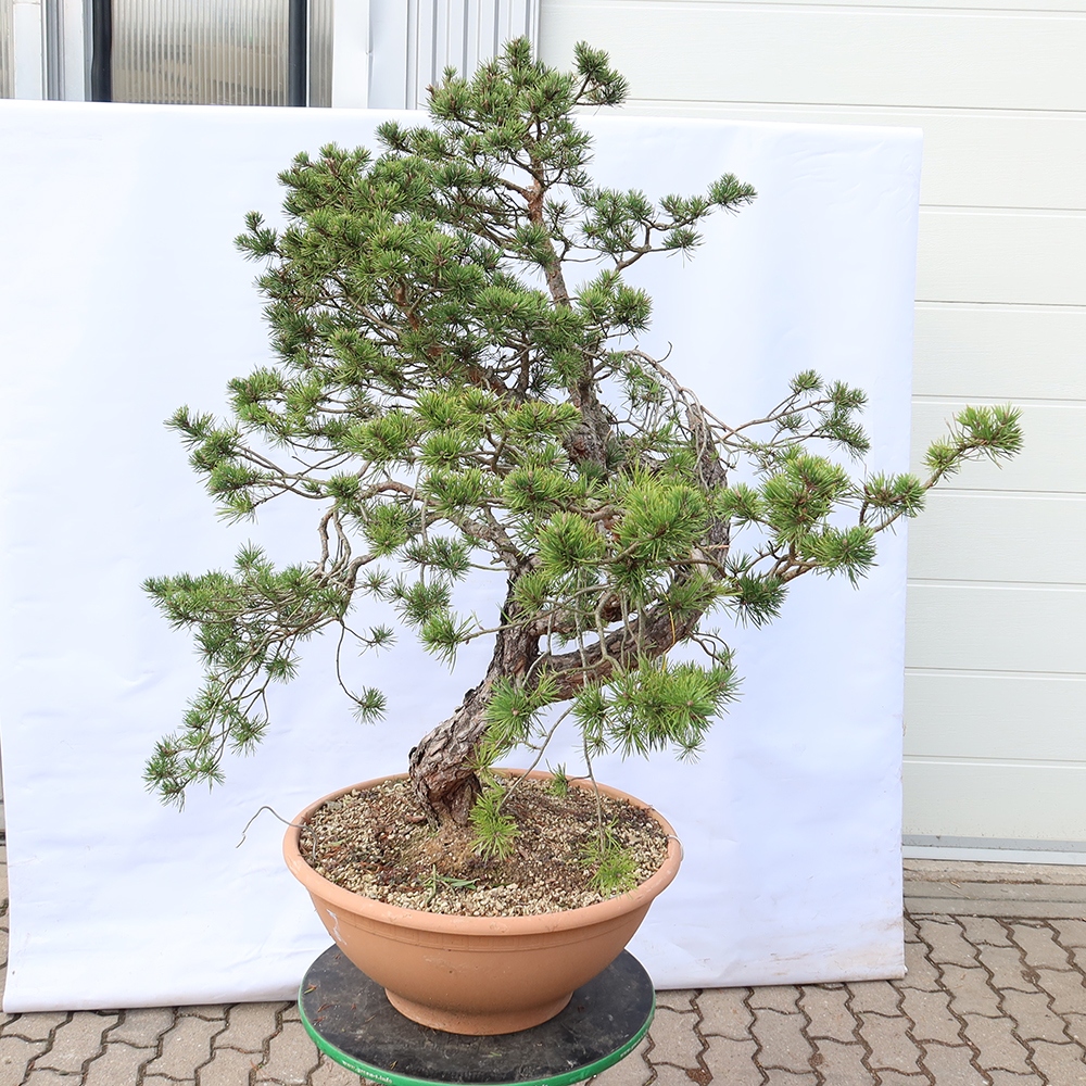 Pinus sylvestris Spanje - grove den