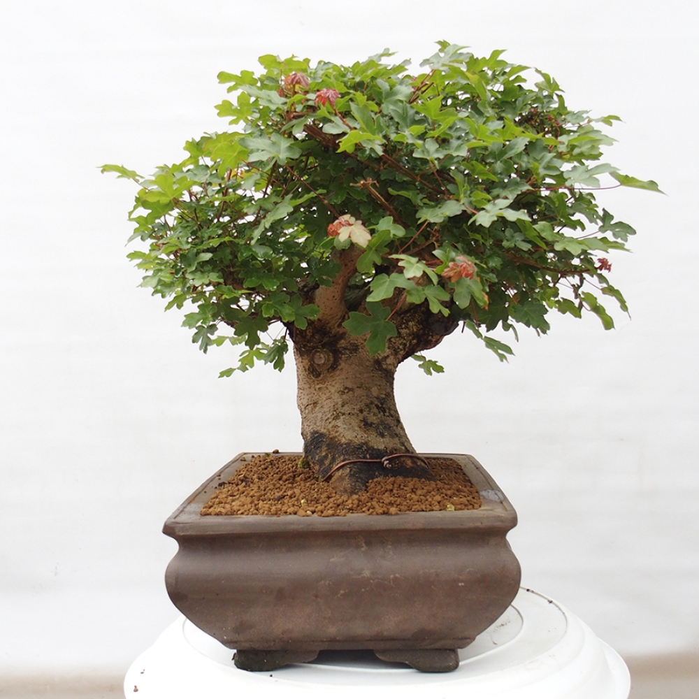 Bonsai voor buiten - Franse esdoorn - Acer Nonspessulanum