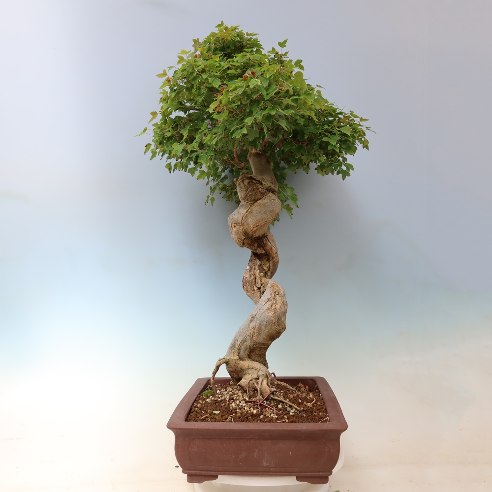 Bonsai voor buiten - Acer Buergerianum - Burgeresdoorn