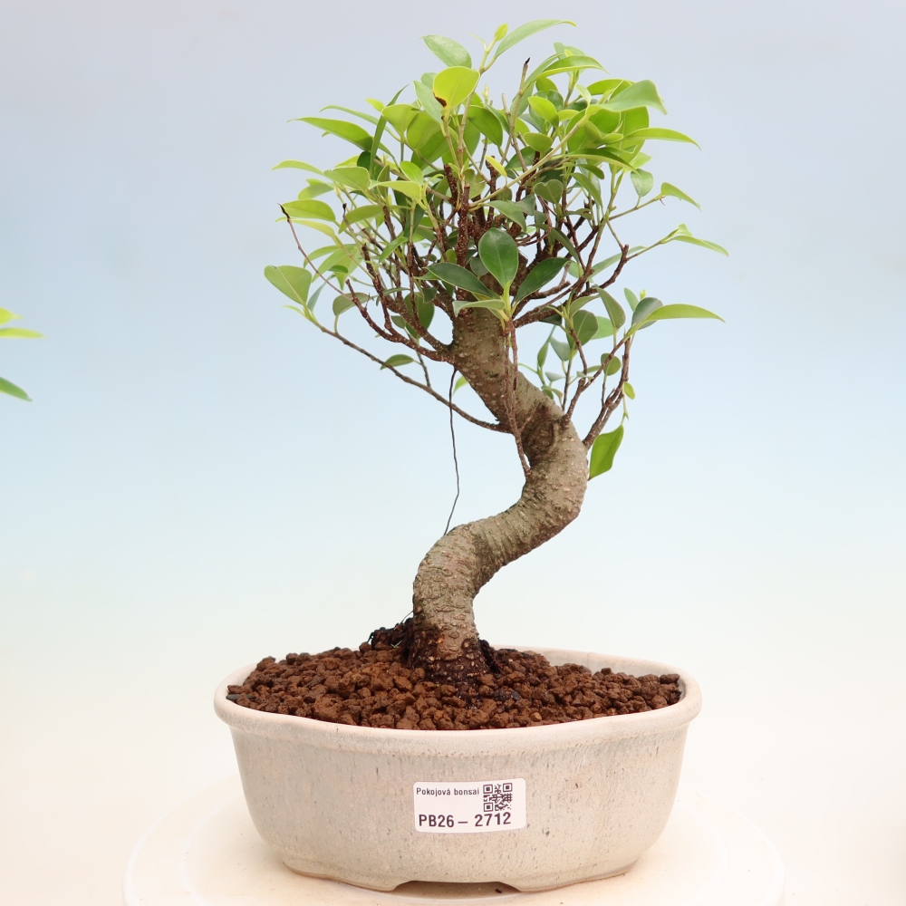 Kamerbonsai - Ficus kimmen - kleinbladige ficus