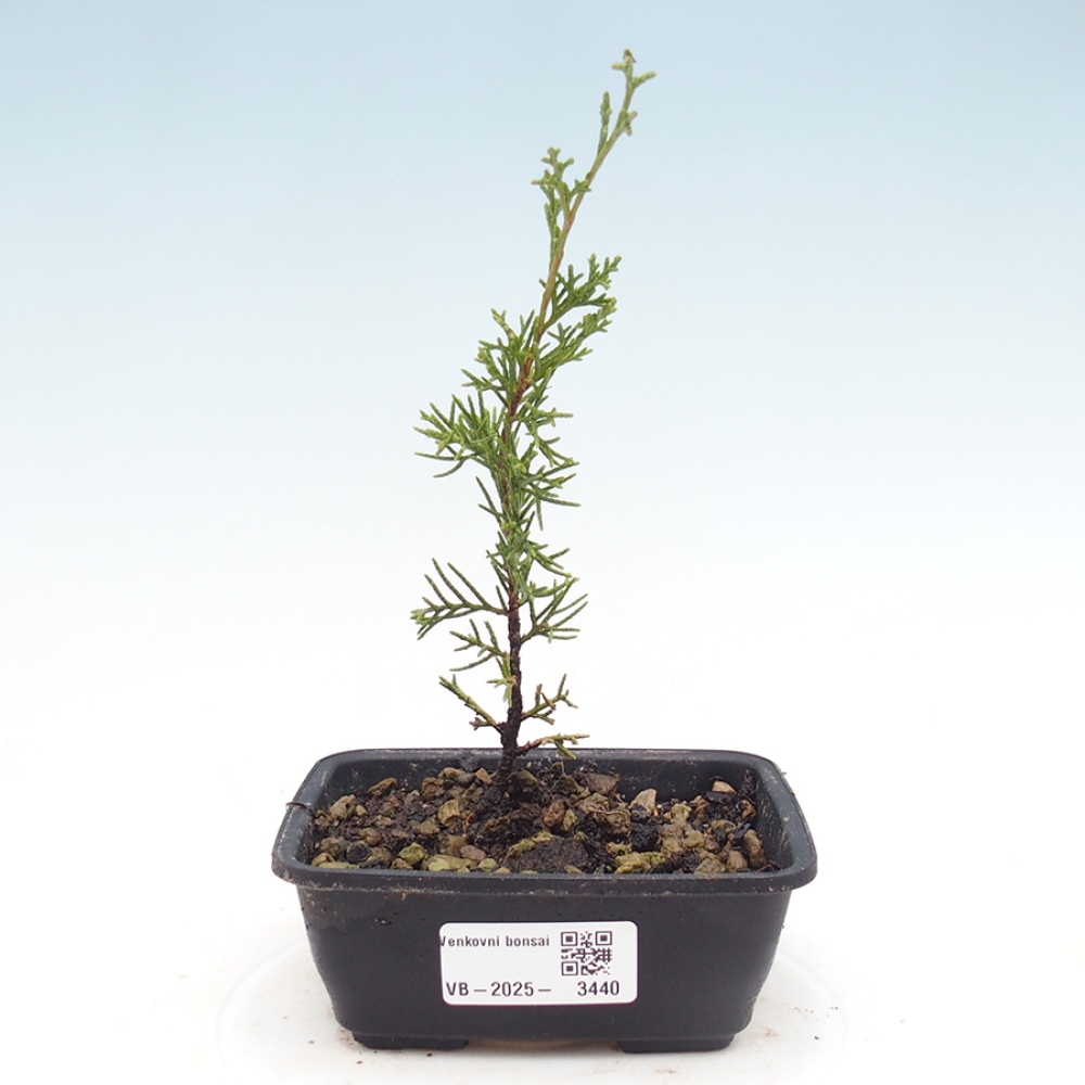 Bonsai voor buiten - Juniperus chinensis Itoigawa
