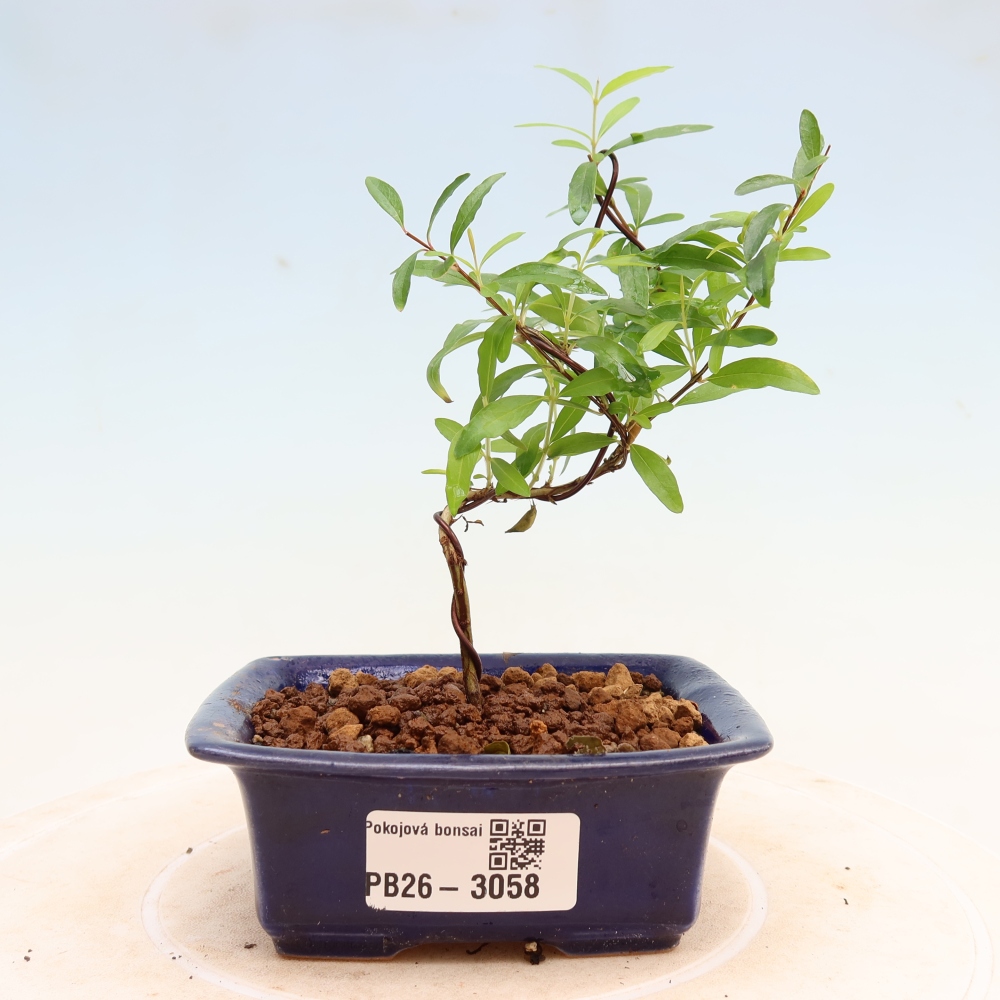 Kamerbonsai-PUNICA granatum nana-Granaatappel