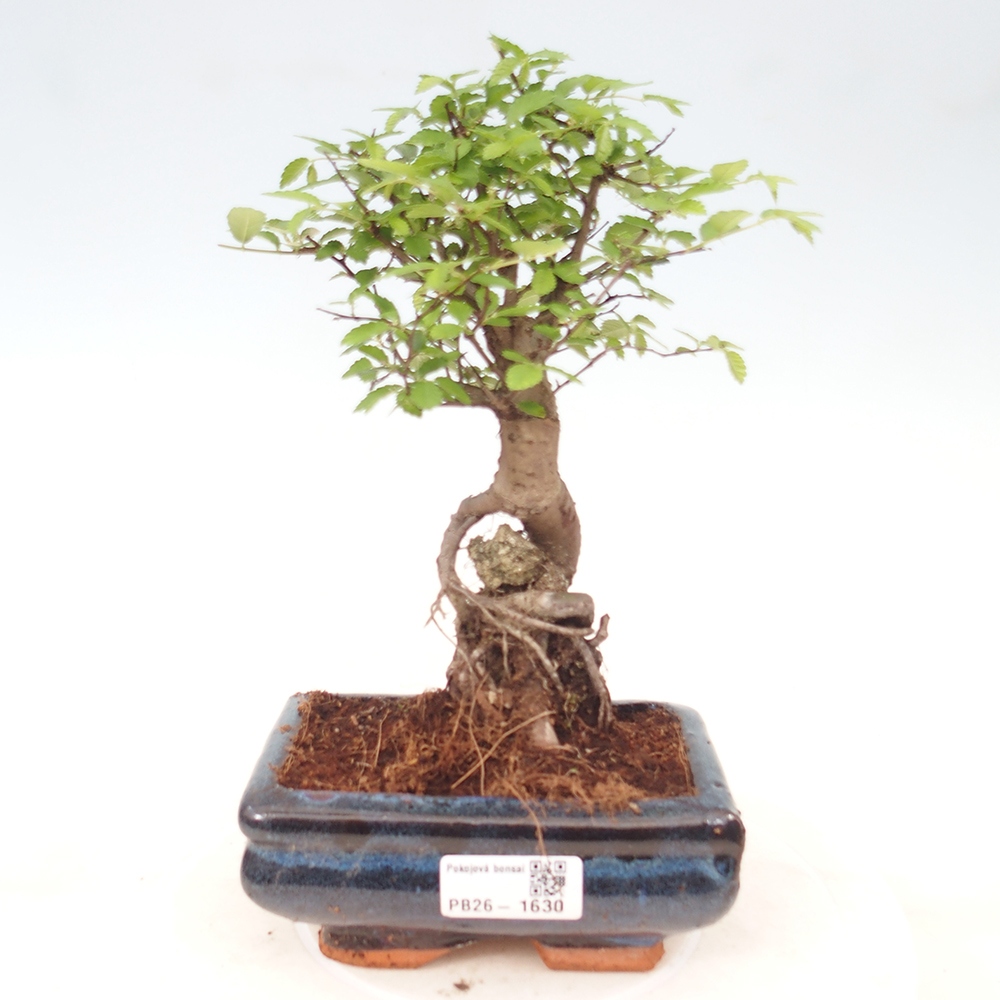 Kamerbonsai - Ulmus parvifolia - Winteriep