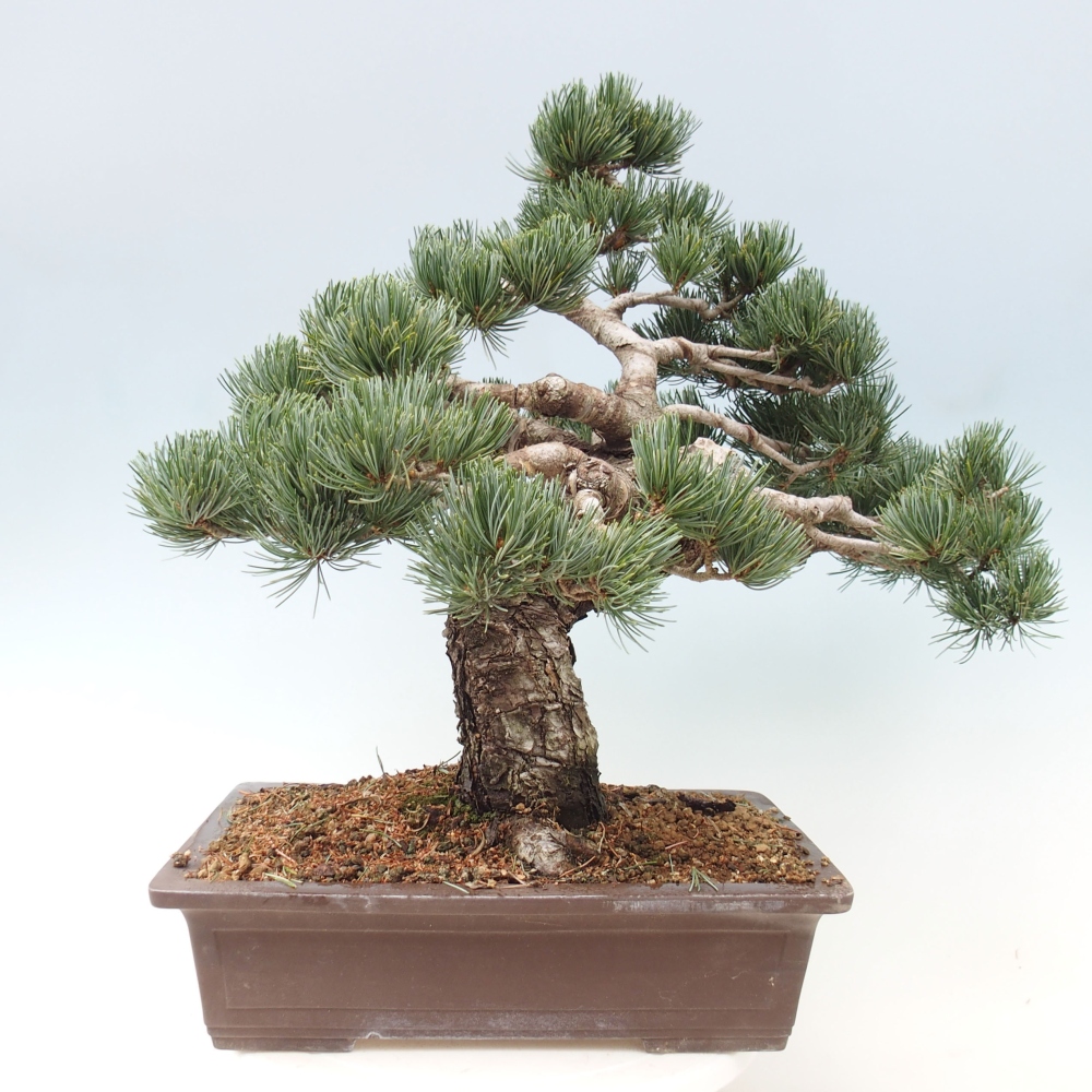 Bonsai voor buiten - Pinus parviflora - Pinus parviflora