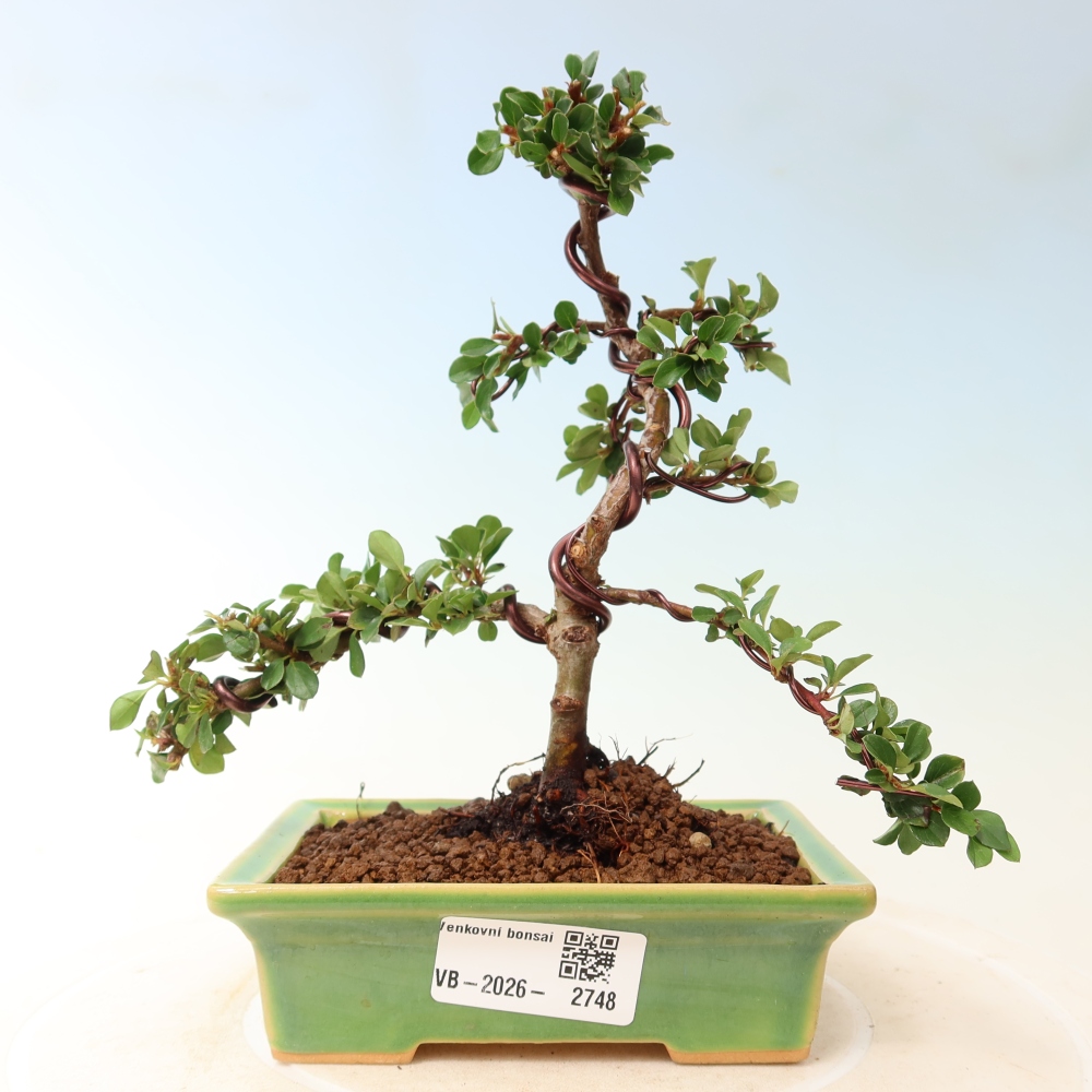 Bonsai voor buiten - Cotoneaster horizontalis - Rocky Mountain