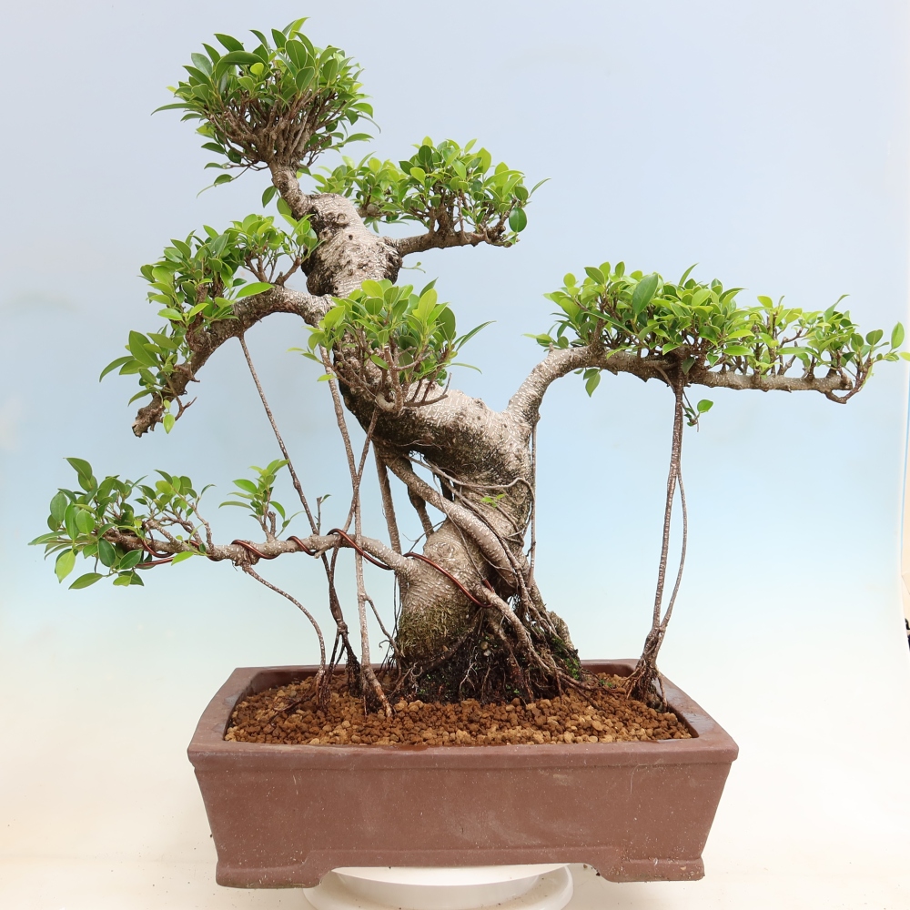 Kamerbonsai - Ficus kimmen - kleinbladige ficus