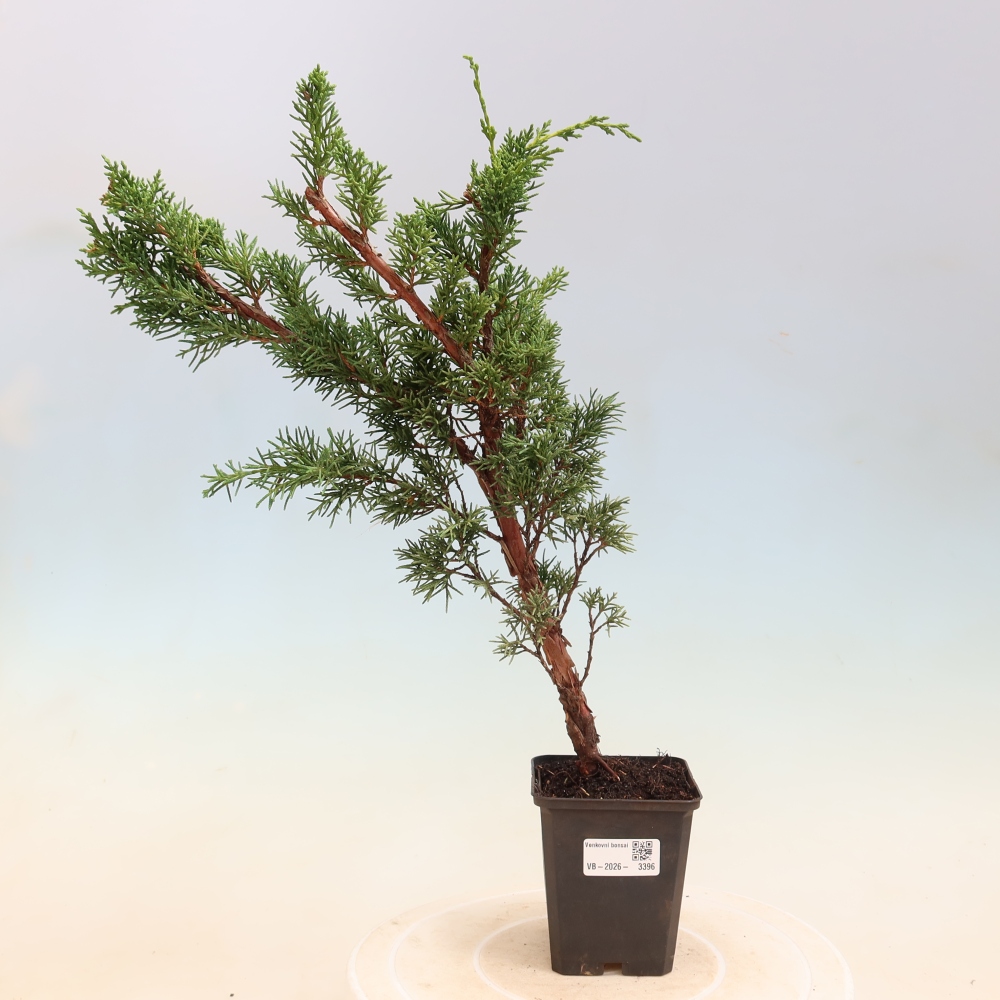 Bonsai voor buiten - Juniperus chinensis Kishu