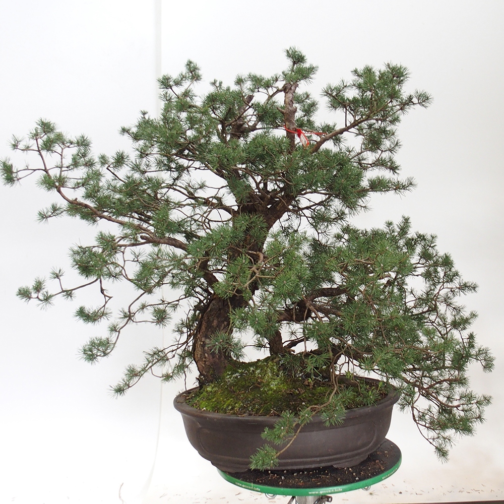 Yamadori - Pinus sylvestris Spanje