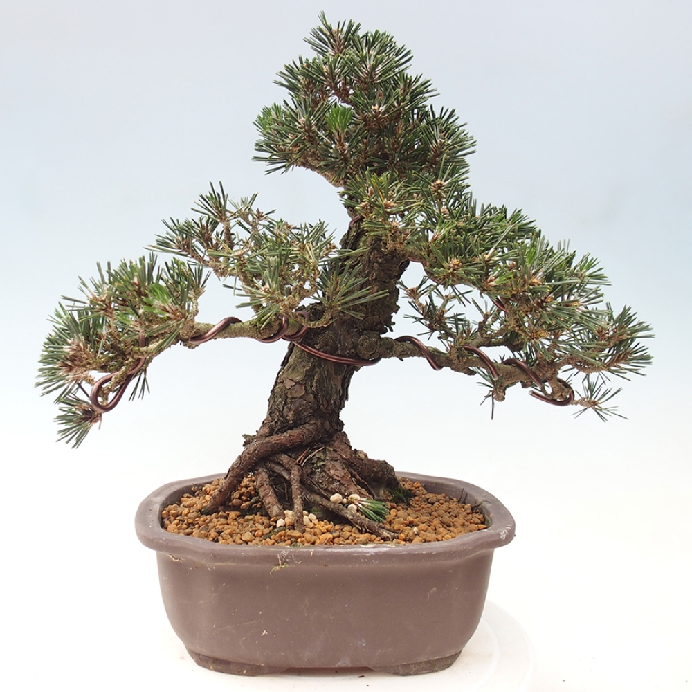 Bonsai voor buiten - Pinus thunbergii Kotobuki - Thunberg den