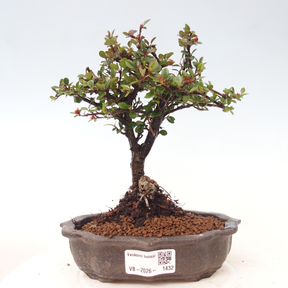 Bonsai voor buiten - Cotoneaster horizontalis - Rocky Mountain