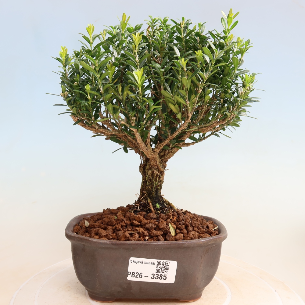 Kamerbonsai - Buxus harlandii - kurk buxus