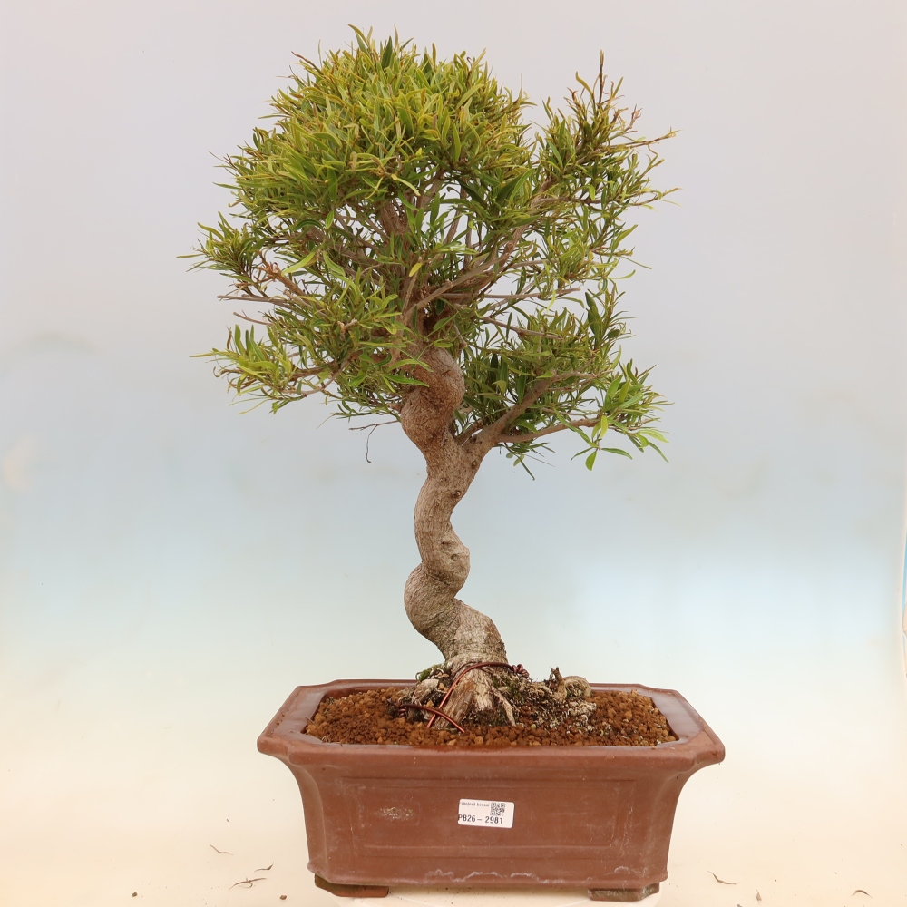Kamerbonsai - Ficus nerifolia - kleinbladige ficus