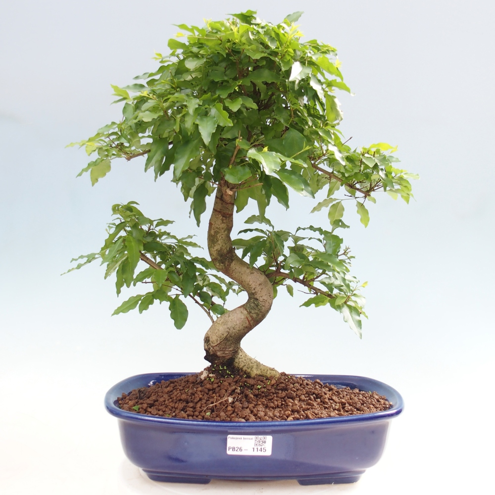 Kamerbonsai -Ligustrum chinensis - Vogelsnavel