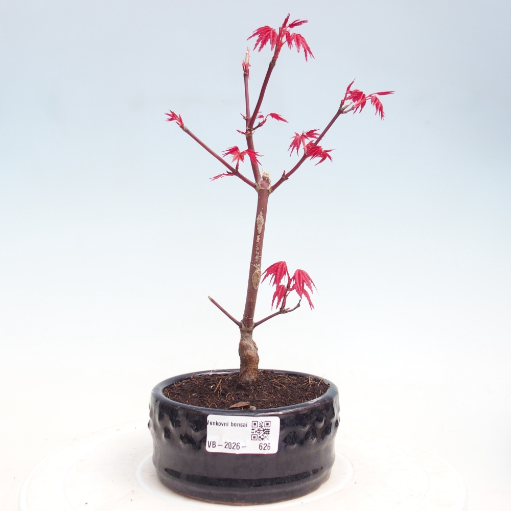 Bonsai voor buiten - Acer palmatum DESHOJO