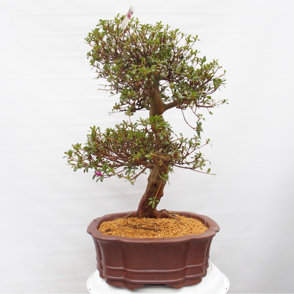 Bonsai voor buiten - Japanse Azalea - Azalea Miyabihime