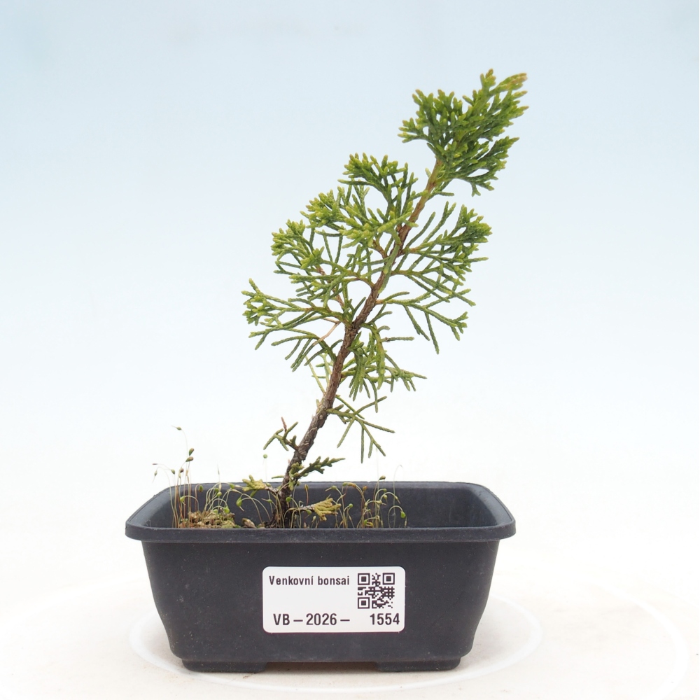 Bonsai voor buiten - Juniperus chinensis Itoigawa