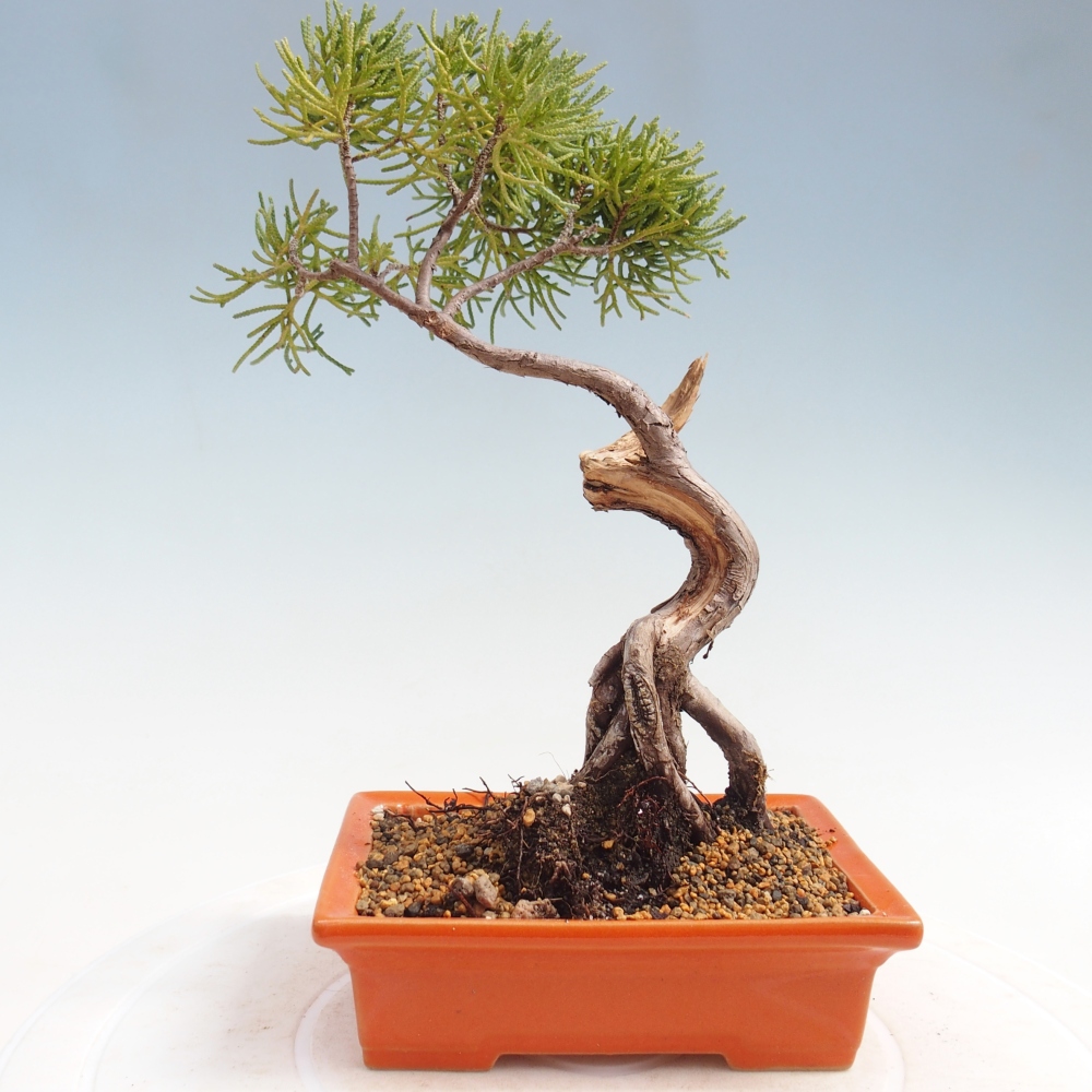 Bonsai voor buiten - Juniperus chinensis Kishu