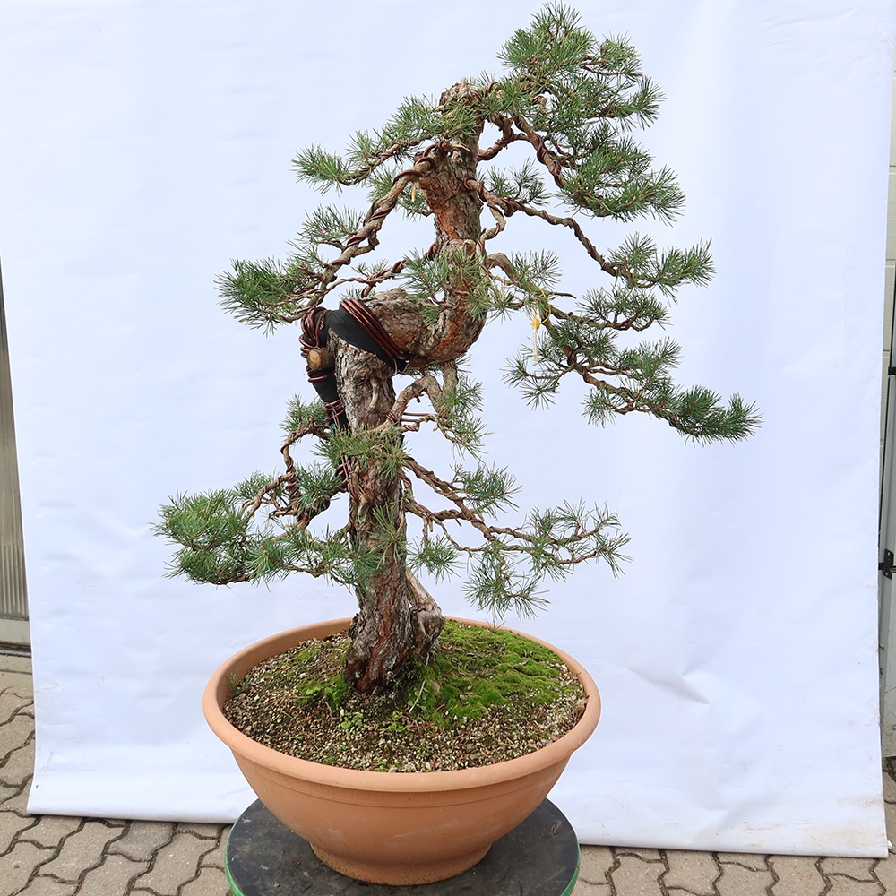Pinus sylvestris Spanje - grove den