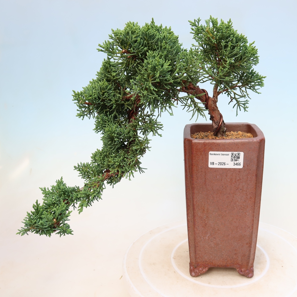Bonsai voor buiten - Juniperus chinensis Kishu