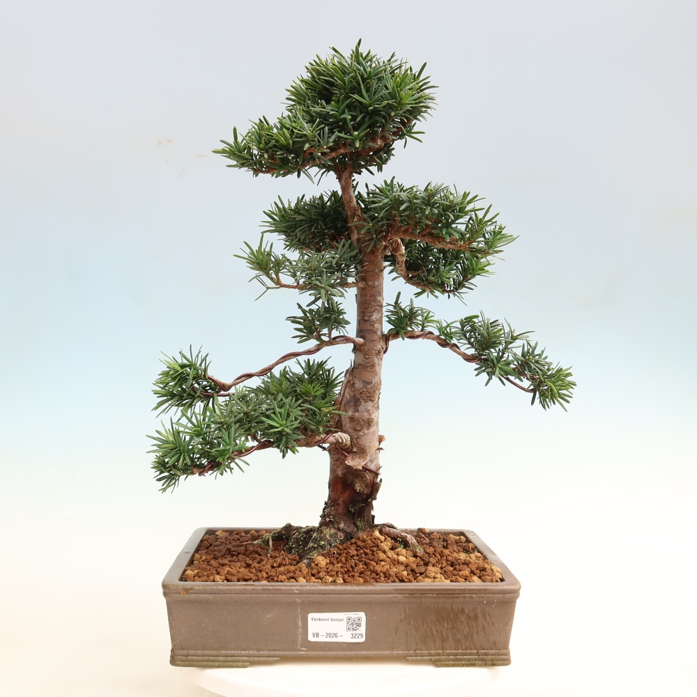 Bonsai voor buiten - Taxus cuspidata - Japanse Taxus