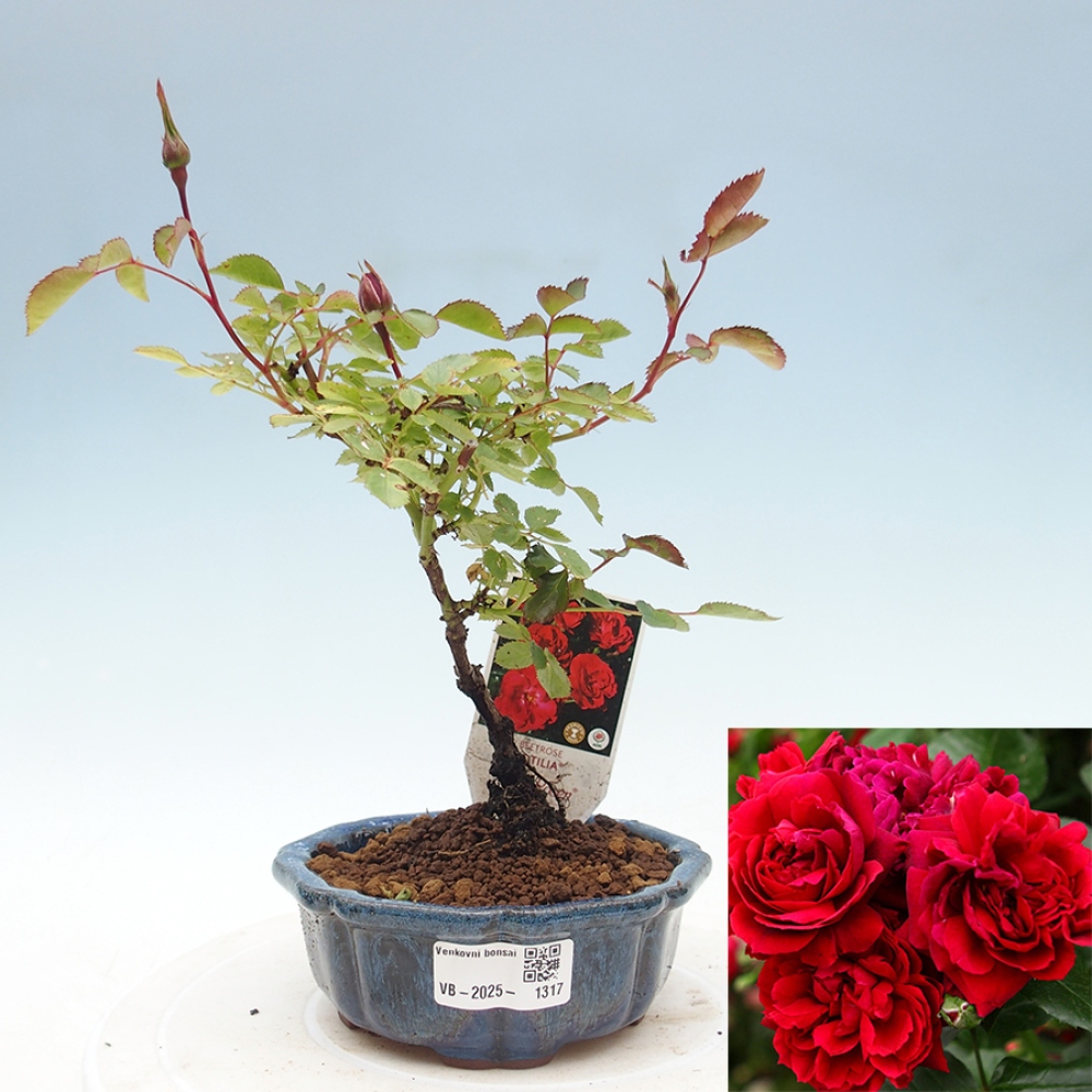 Bonsai voor buiten - Rosa Kordes - roos