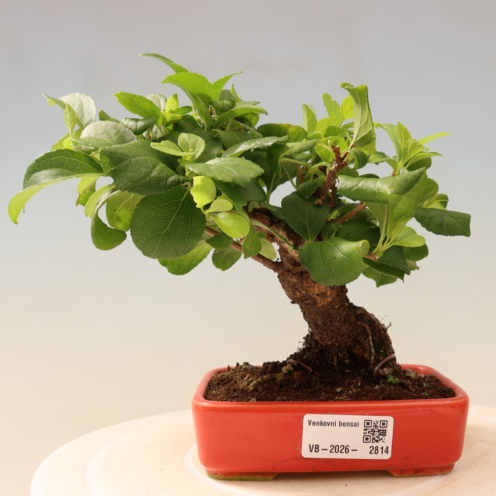 Bonsai voor buiten - Celastrus orbiculatus