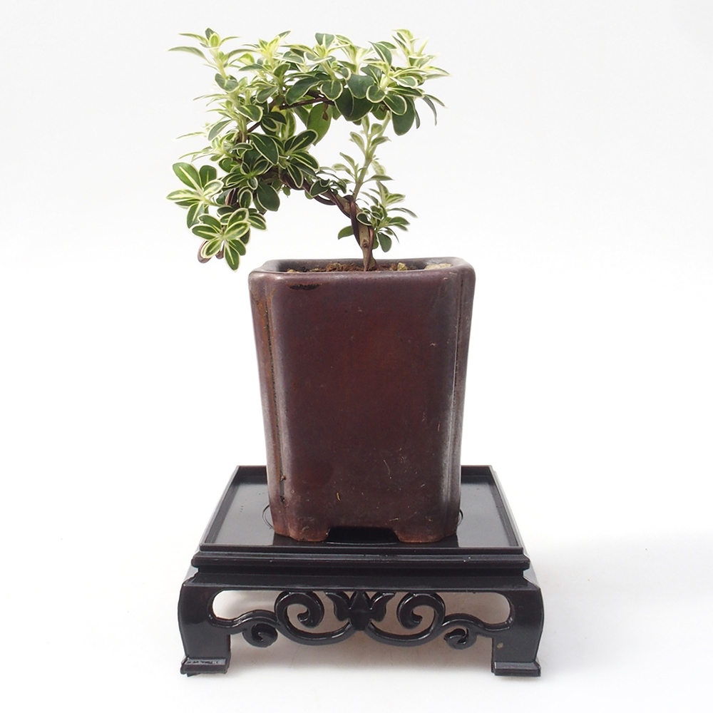 Bonsai tafel plastic vierkant 11 x 11 x 3,5 cm, kleur zwart