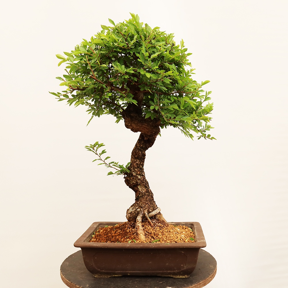 Bonsai voor buiten - Zelkova - Zelkova NIRE
