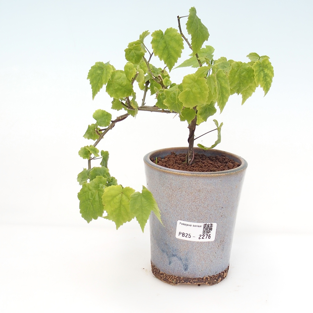 Bonsai voor binnen - Abutilon Big Bell - Cloudberry