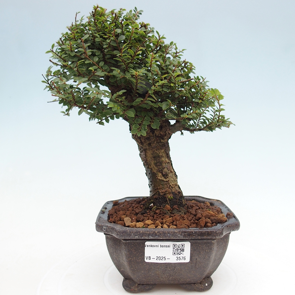Bonsai voor buiten - Ulmus parvifolia Hokkaido - Chinese iep