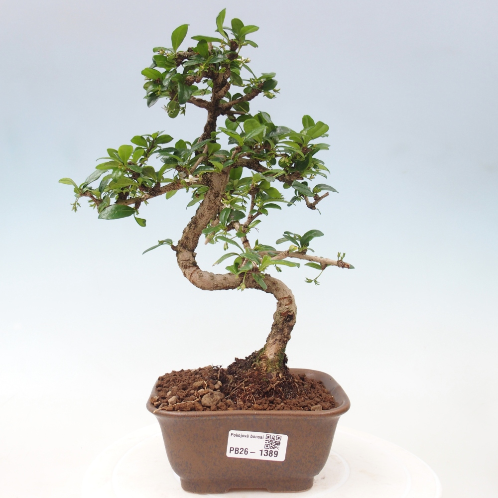Kamerbonsai - Carmona macrophylla - Thee fuki