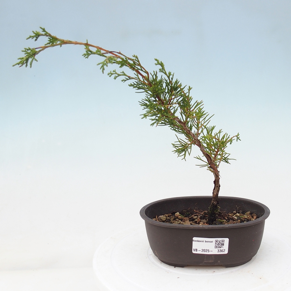 Bonsai voor buiten - Juniperus chinensis Itoigawa